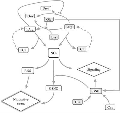 Delayed Influence of Spinal Cord Injury on the Amino Acids of NO• Metabolism in Rat Cerebral Cortex Is Attenuated by Thiamine